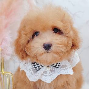 Poodle