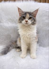 calico maincoon