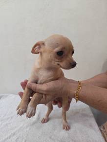 Promo! Chihuahua Male Puppy 1108A