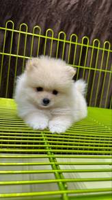Pomeranian