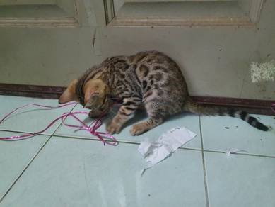 Male Bengal Kitten