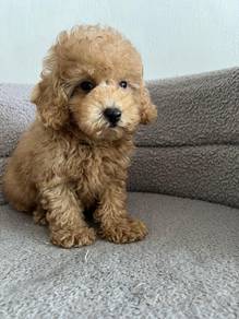 Poodle Puppies For Sale
