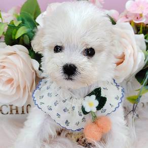 Bichon