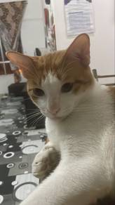 kucing kampung untuk dijual