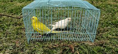lutino albino