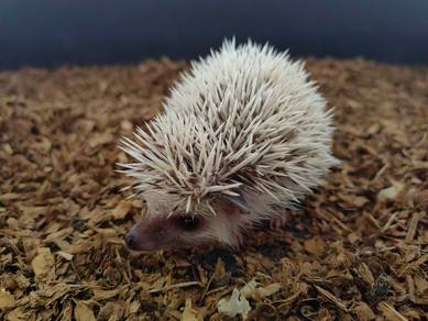 Hedgehog