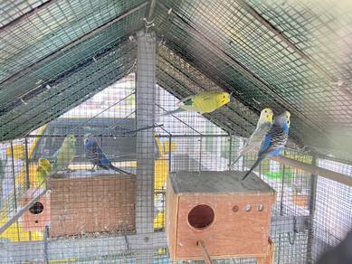 Burung baji / budgie