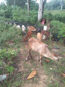 lembu 2tahúñ