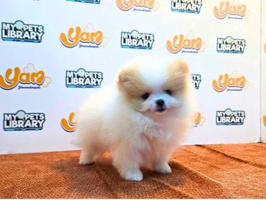Tiny Pom 020926