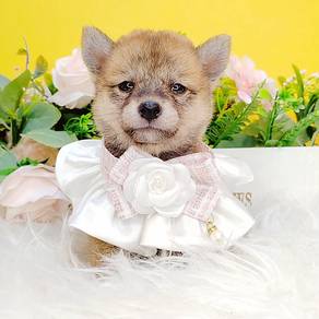 Shiba