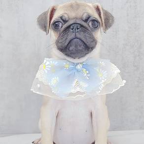 Pug