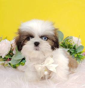 Shih Tzu