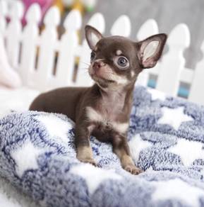 CHIHUAHUA PUPPIES 192🌷Head Apple Bonnie Dog