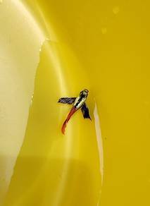 ikan guppy dumbo redtail Short body 