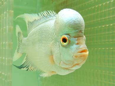 Flowerhorn Thai Silk 