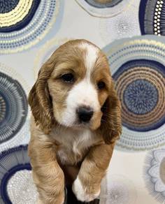 Beautiful & adorable Cocker Spaniel puppies availa