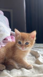 Kitten