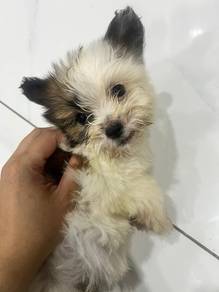 Playful puppies