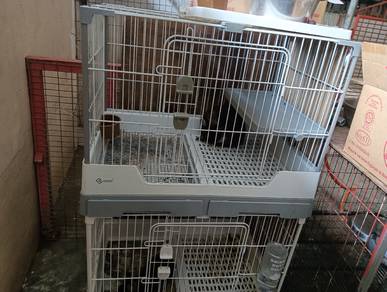 Rabbit 
