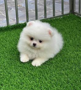 POMERANIAN PUPPIES A216🌻 Fluffy Small ~ White