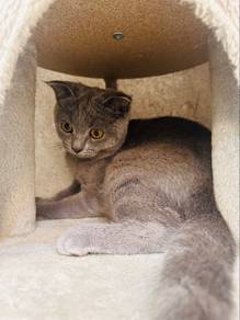 Kucing BSH Blue