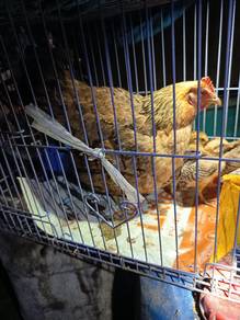 ayam kampung 