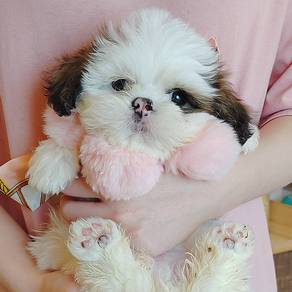 Shih Tzu