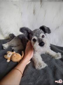 Schnauzer