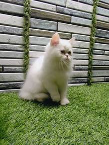 Kucing Parsi 