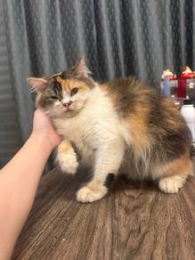 Calico Cat 
