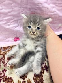 British long hair mix mainecoon 