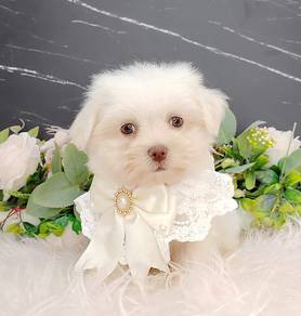 Maltese