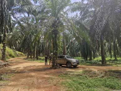 Agricultural Land in Teluk Intan, PRK