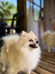 Pomeranian