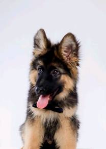 German Shepherd