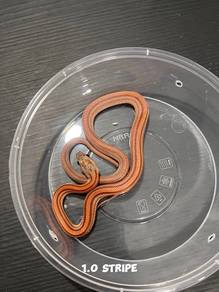 corn snake (stripe morph)