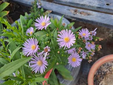 Aster plant / pokok Aster