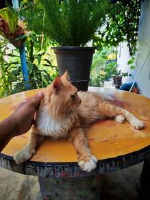 mainecoon