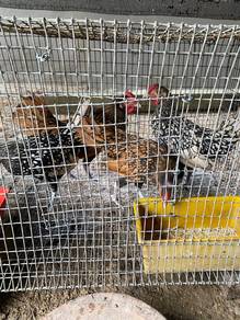 ayam batik