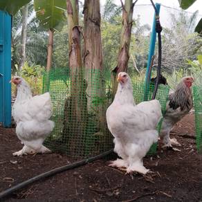 ayam brahma brahma chicken