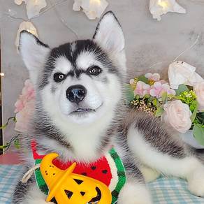 Wooly Husky