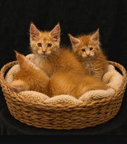 Z4 Maine Coon