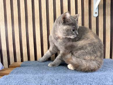 CLEARANCE BSH Tortoise