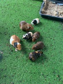 Guinea pig Damansara perdana