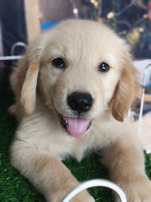 golden retriever v