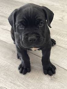 QWE2999 Cane Corso black #MKA registered