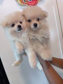tiny Pomeranian 