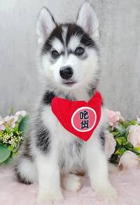 Husky