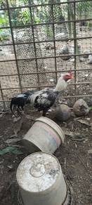 ayam kurik