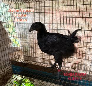 Ayam Cemani A